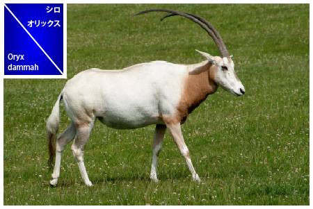 シロオリックス Oryx dammah