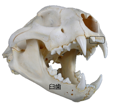 ピューマの頭骨 ほ乳類の歯の種類説明 歯には切歯、犬歯、臼歯の3種ある